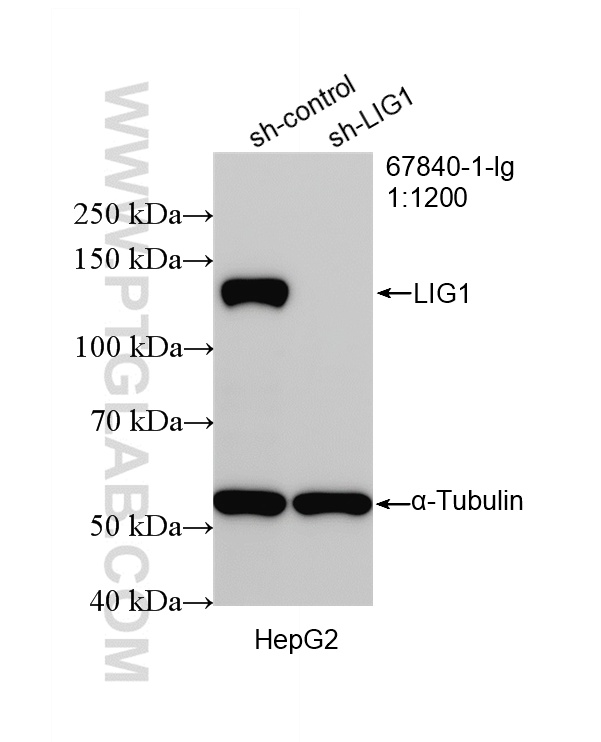 WB analysis of HepG2 using 67840-1-Ig WB analysis of HepG2 using 67840-1-Ig