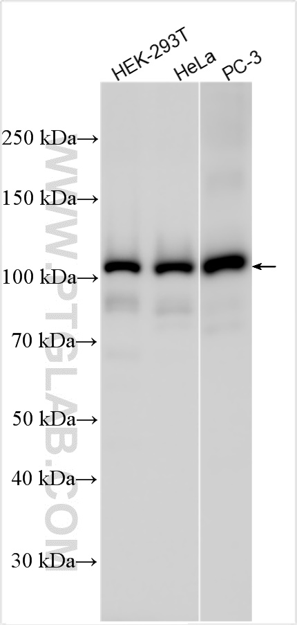 WB analysis using 26583-1-AP