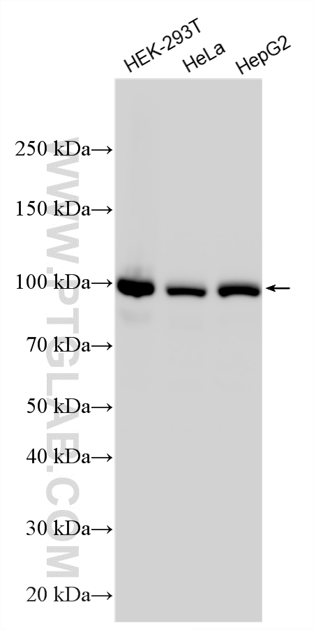 WB analysis using 26583-1-AP