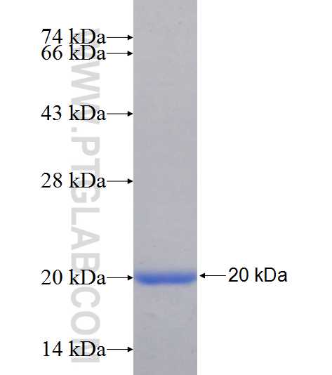 LIG3 fusion protein Ag24998 SDS-PAGE