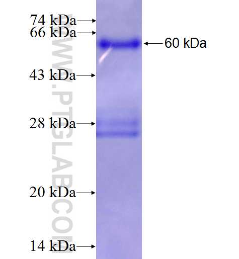 LIG4 fusion protein Ag3385 SDS-PAGE