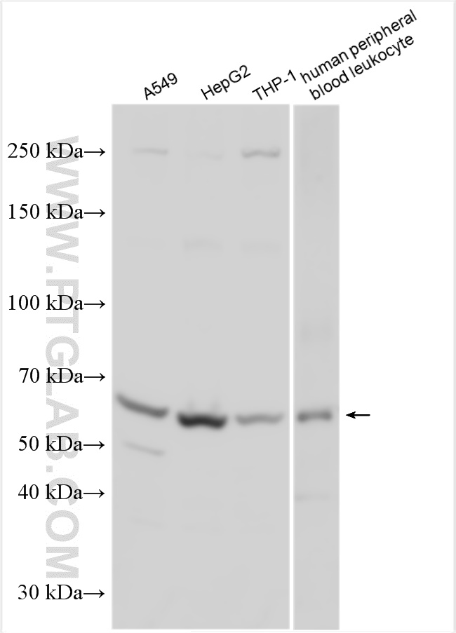 WB analysis using 11461-1-AP