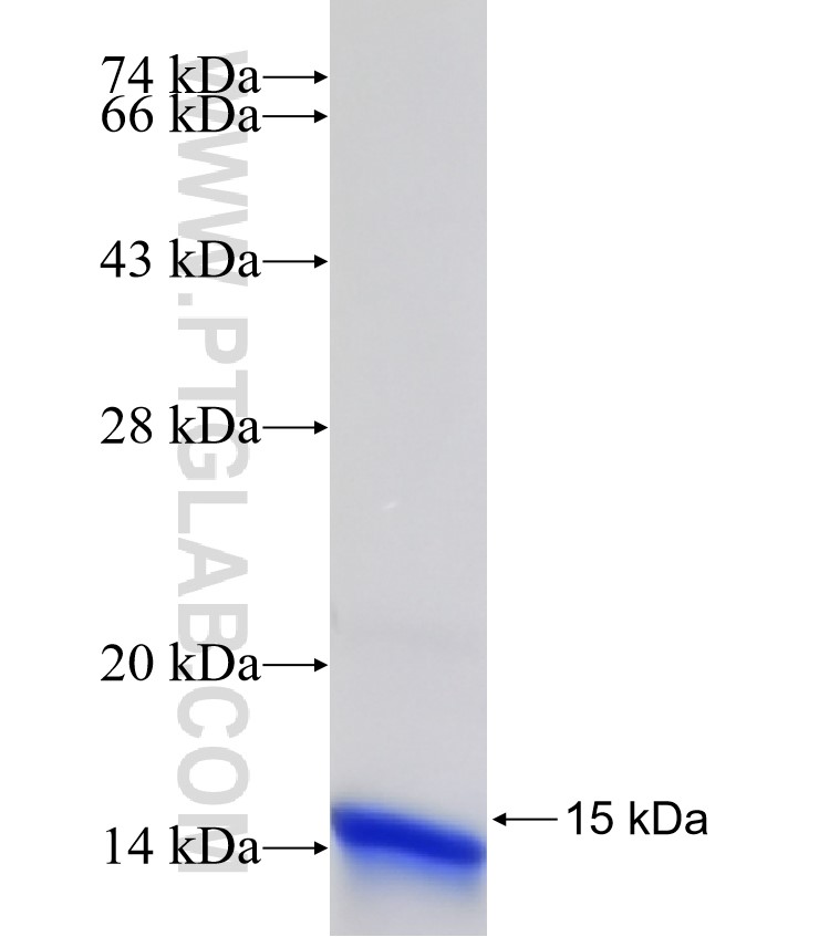 LILRA2 fusion protein Ag32677 SDS-PAGE
