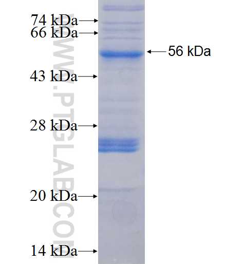 LILRA3 fusion protein Ag5601 SDS-PAGE LILRA3 fusion protein Ag5601 SDS-PAGE