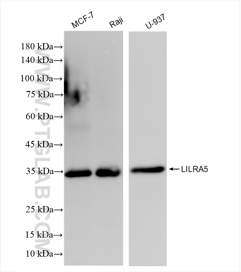 WB analysis using 85984-1-RR