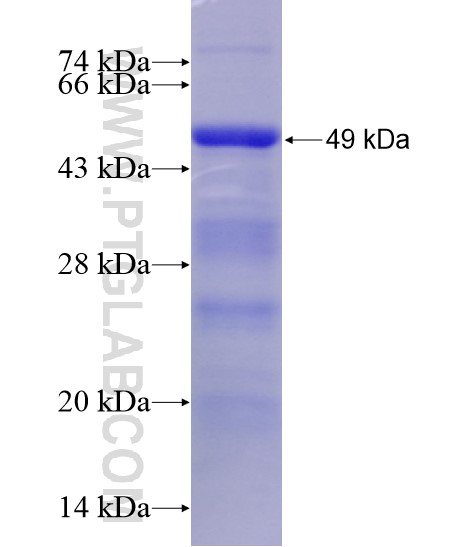 LILRB5 fusion protein Ag28624 SDS-PAGE