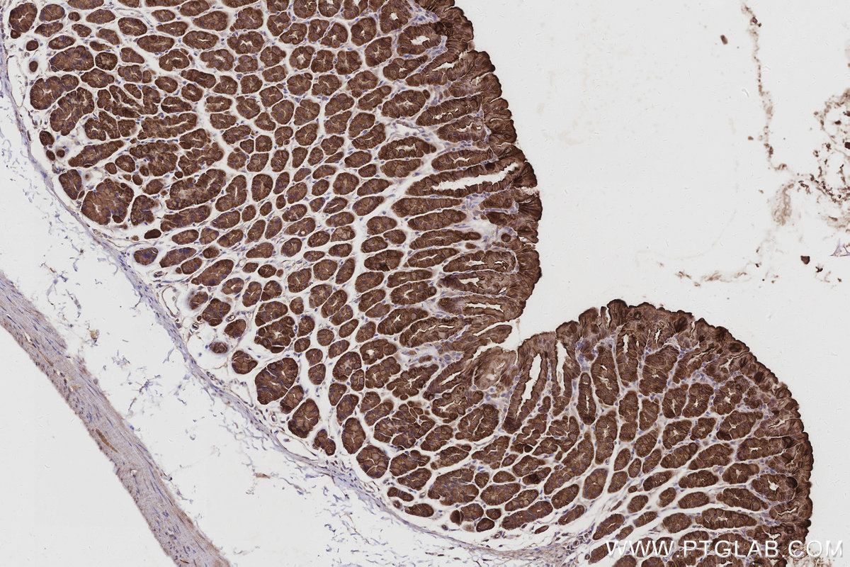 IHC staining of mouse stomach using 16639-1-AP IHC staining of mouse stomach using 16639-1-AP