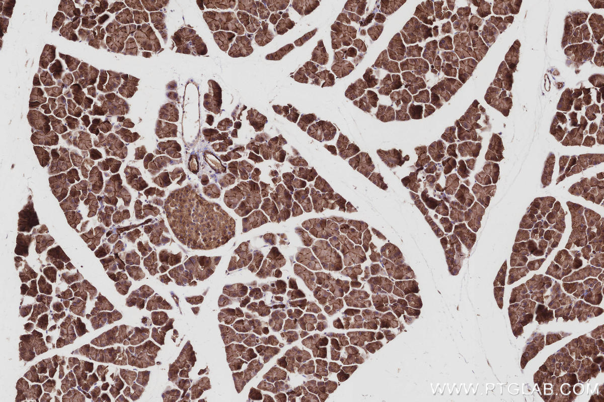 IHC staining of mouse pancreas using 16639-1-AP IHC staining of mouse pancreas using 16639-1-AP