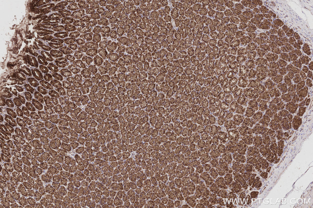 IHC staining of rat stomach using 16639-1-AP IHC staining of rat stomach using 16639-1-AP