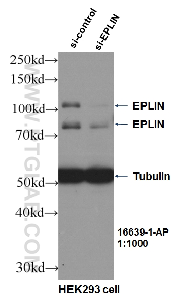 WB analysis of HEK-293 using 16639-1-AP