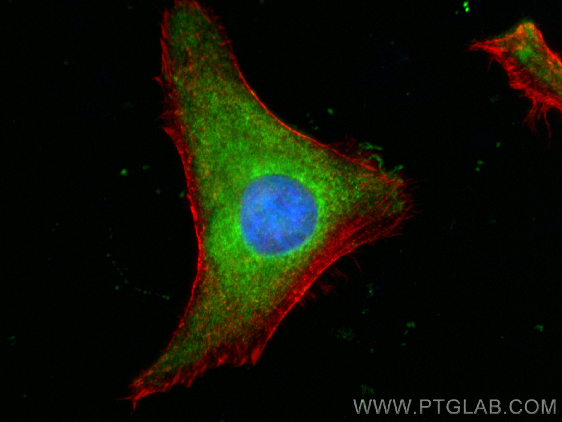 IF Staining of HeLa using CL488-67974