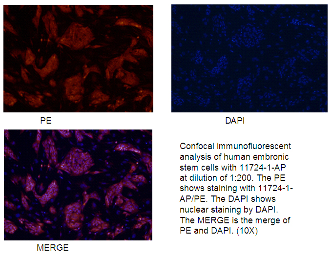 IF Staining of human embronic stem cells using 11724-1-AP