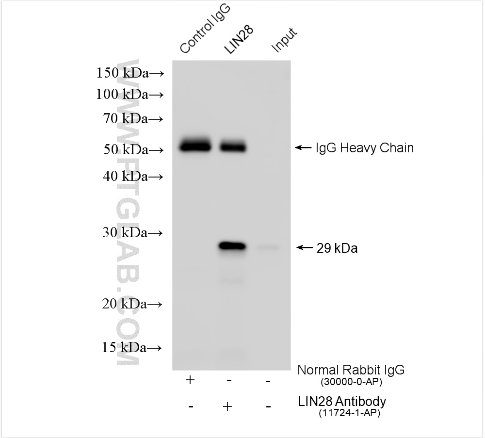 IP experiment of K-562 using 11724-1-AP