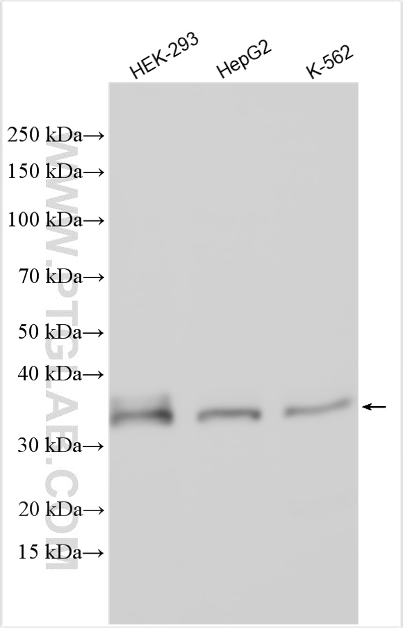 WB analysis using 24017-1-AP