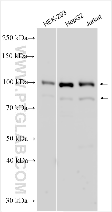 WB analysis using 26644-1-AP