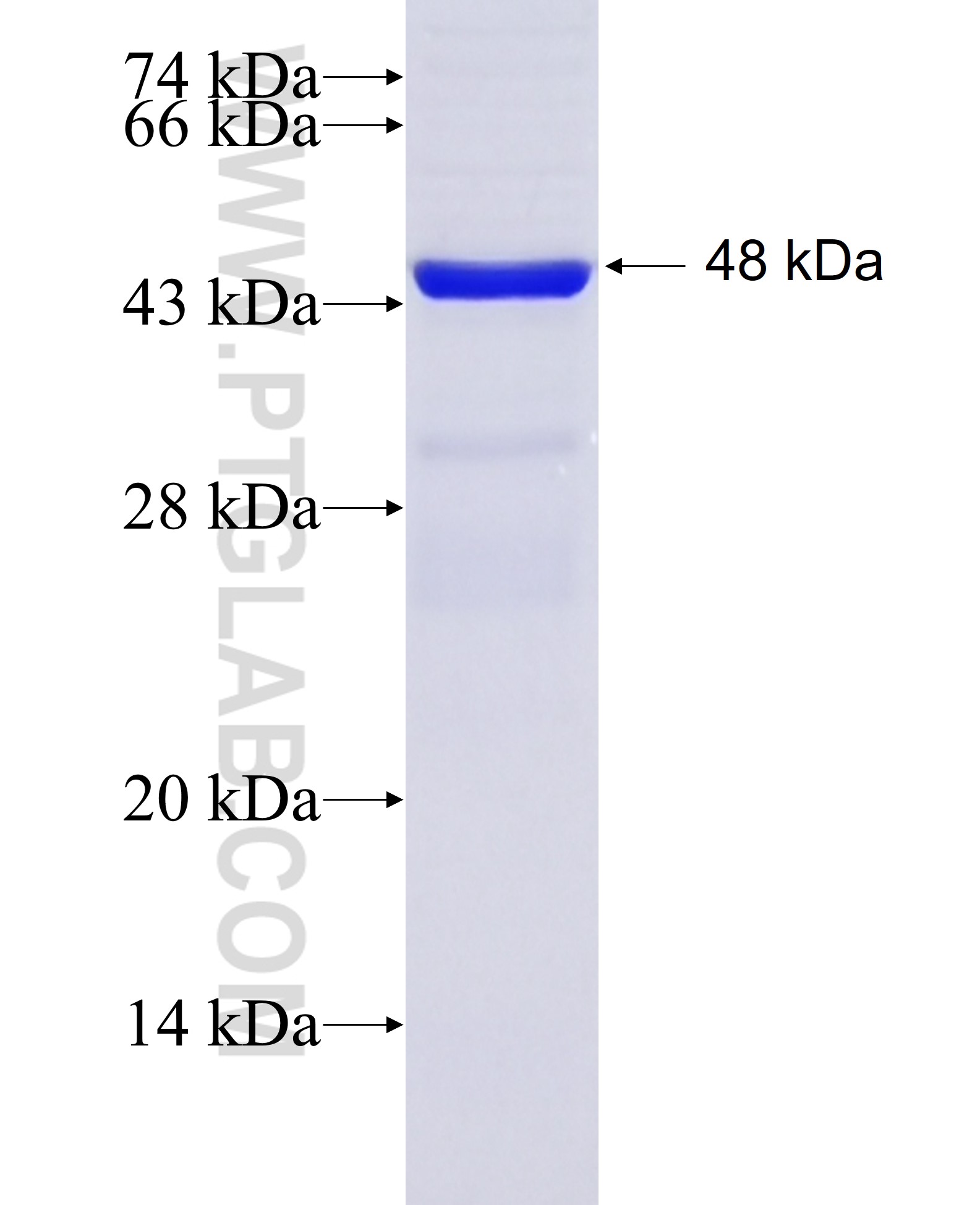 LINGO3 fusion protein Ag37289 SDS-PAGE LINGO3 fusion protein Ag37289 SDS-PAGE