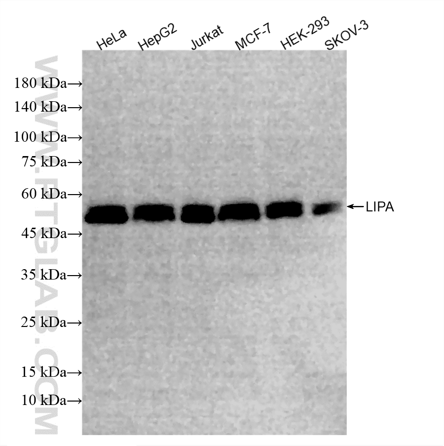 Various lysates were subjected to SDS PAGE followed by western blot with <a class='green' href='/productredirect?CatalogNo=85607-1-RR' target='_blank'>85607-1-RR</a> (LIPA antibody) at dilution of 1:2000 incubated at room temperature for 1.5 hours. This data was developed using the same antibody clone with 85607-1-PBS in a different storage buffer formulation. WB analysis using 85607-1-RR (same clone as 85607-1-PBS)