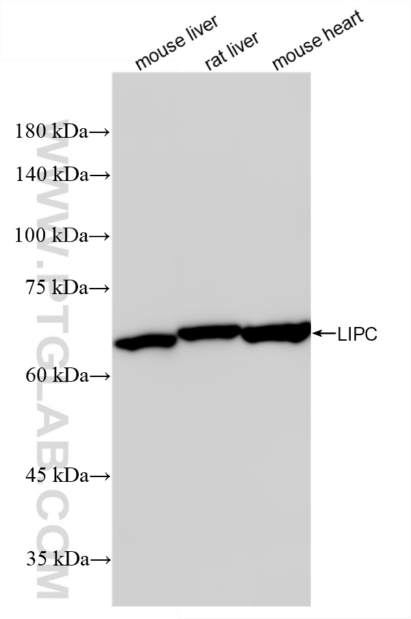 WB analysis using 87243-1-RR (same clone as 87243-1-PBS) WB analysis using 87243-1-RR (same clone as 87243-1-PBS)