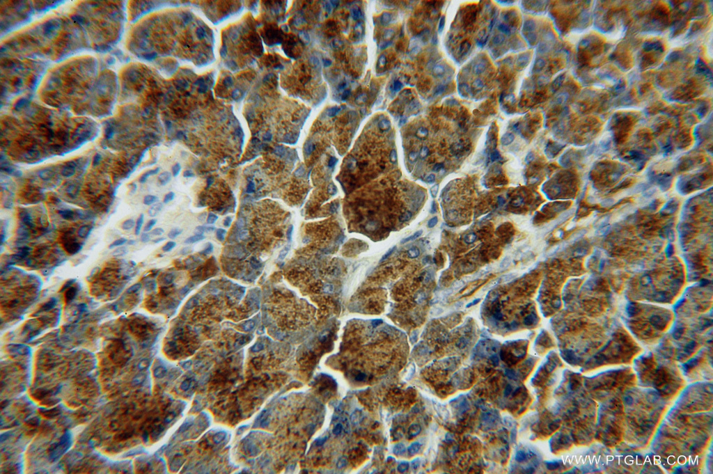 IHC staining of human pancreas using 16602-1-AP