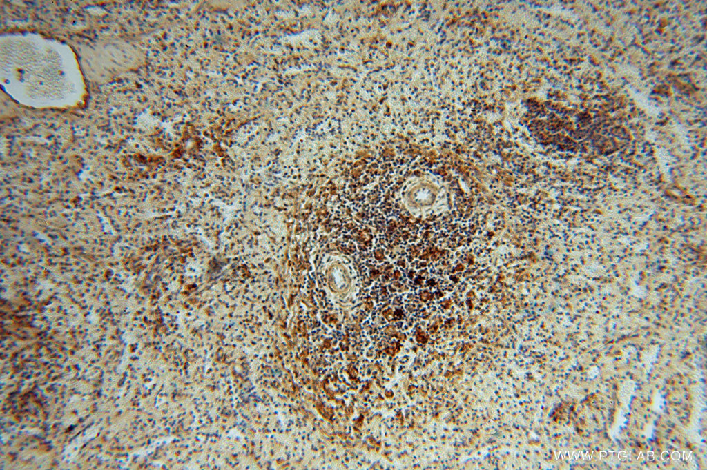 LITAF Polyclonal antibody