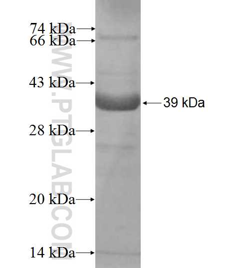 LITAF fusion protein Ag10269 SDS-PAGE