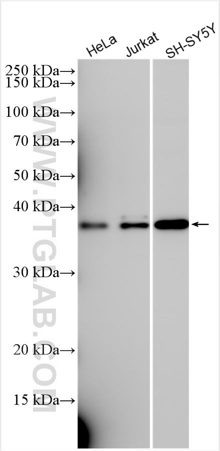WB analysis using 25557-1-AP