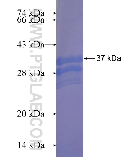 LIX1L fusion protein Ag22209 SDS-PAGE