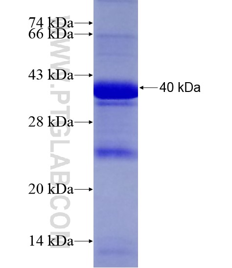 LMAN2 fusion protein Ag19104 SDS-PAGE