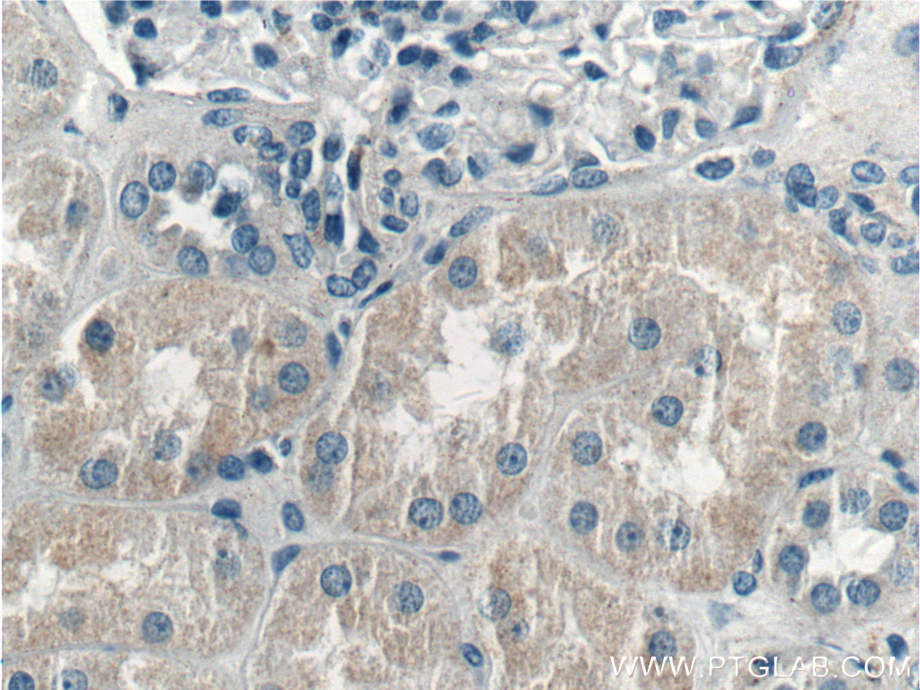 IHC staining of human kidney using 17877-1-AP