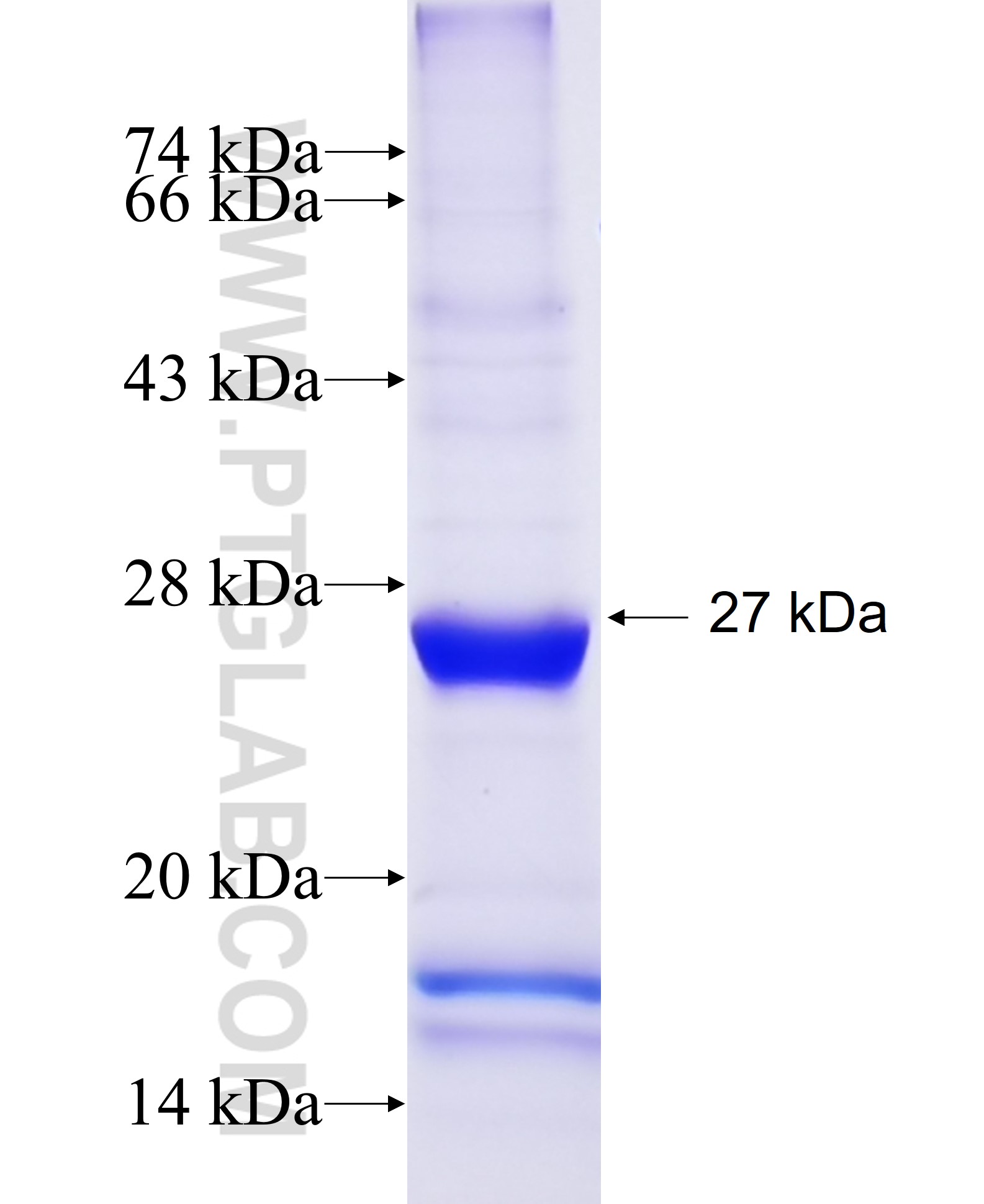 LMBR1 fusion protein Ag4396 SDS-PAGE LMBR1 fusion protein Ag4396 SDS-PAGE
