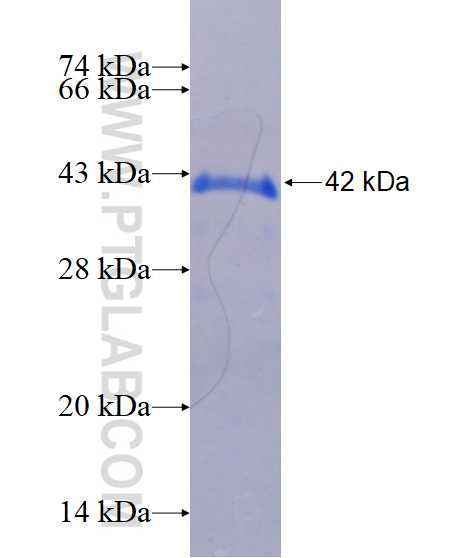 LMBRD2 fusion protein Ag16404 SDS-PAGE
