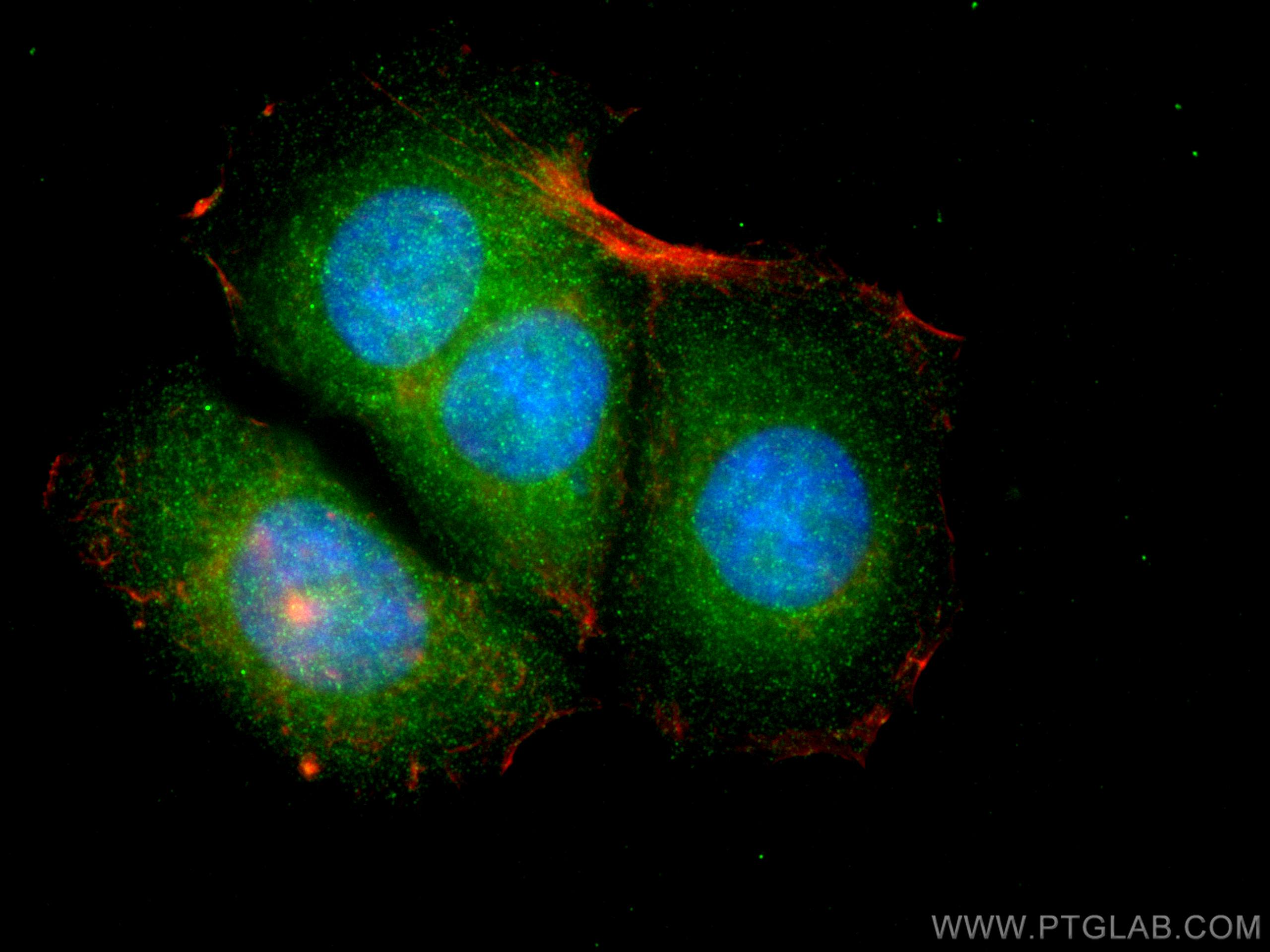 IF Staining of MCF-7 using 67834-1-Ig