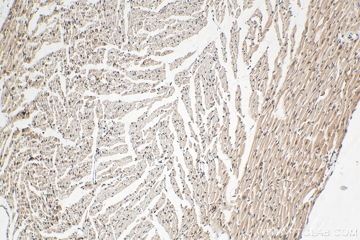 IHC staining of mouse heart using 12987-1-AP