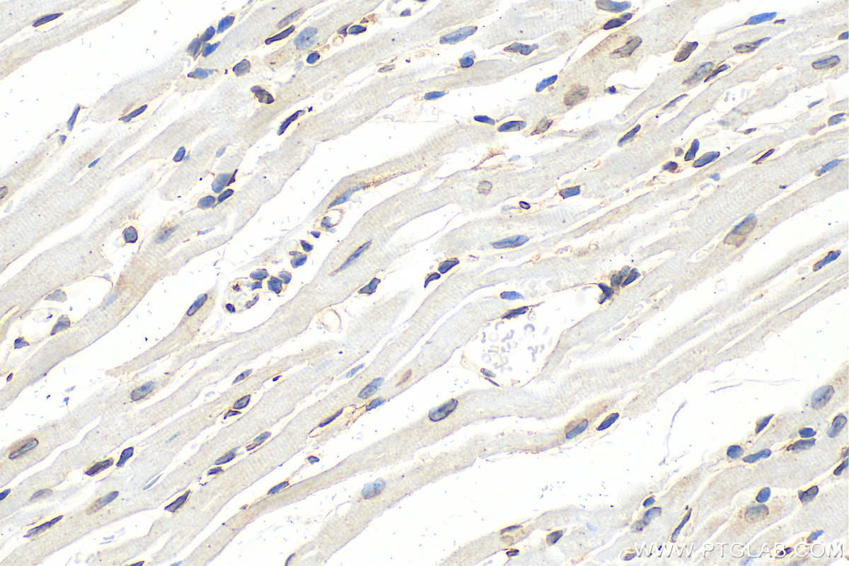 IHC staining of mouse heart using 12987-1-AP