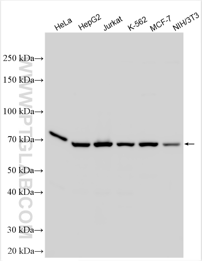 WB analysis using 12987-1-AP