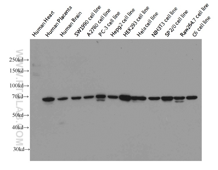 WB analysis of multi-cells/tissue using 66095-1-Ig (same clone as 66095-1-PBS)