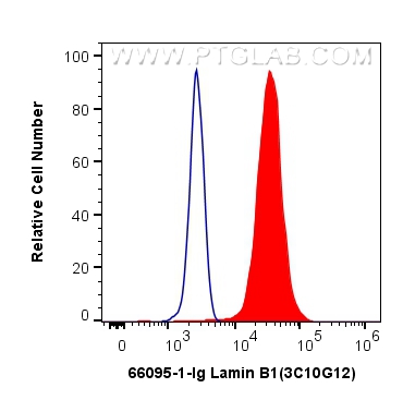 FC experiment of HeLa using 66095-1-Ig