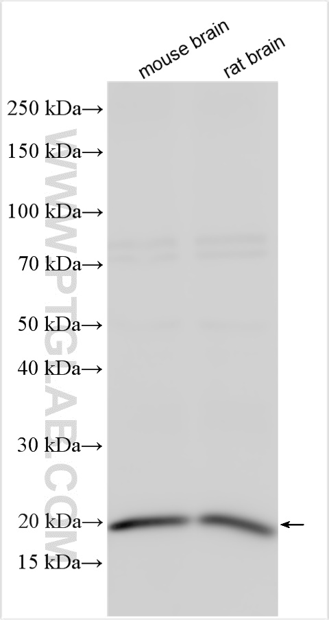WB analysis using 26932-1-AP