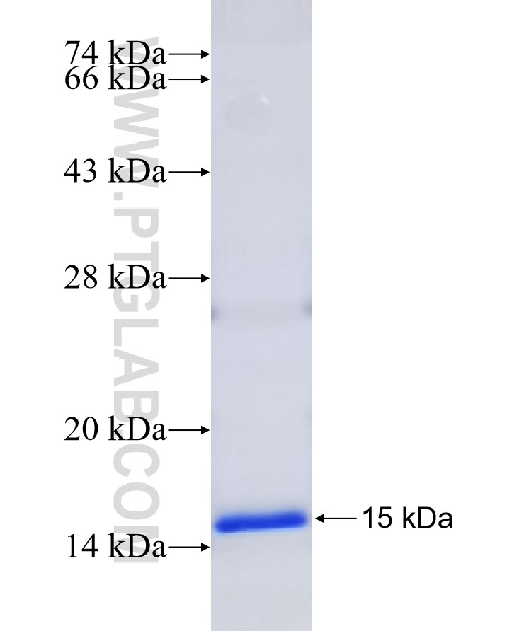 LMO1 fusion protein Ag25651 SDS-PAGE