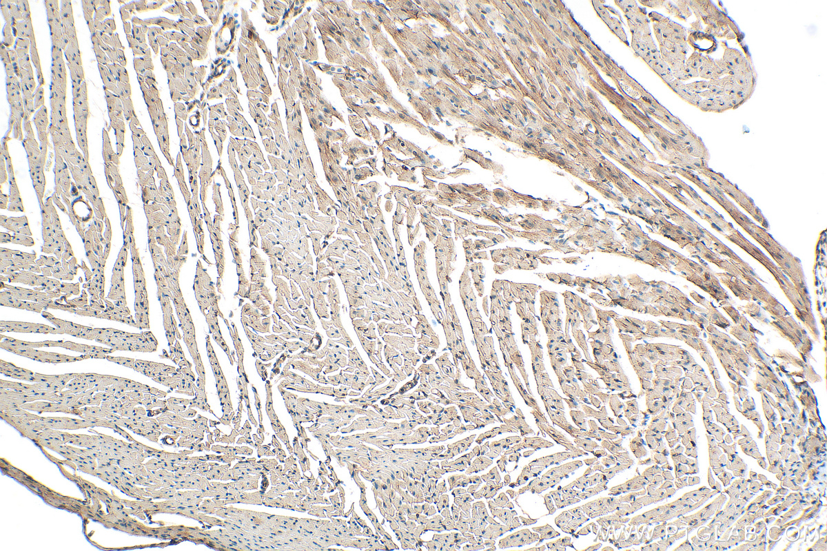 IHC staining of mouse heart using 29392-1-AP