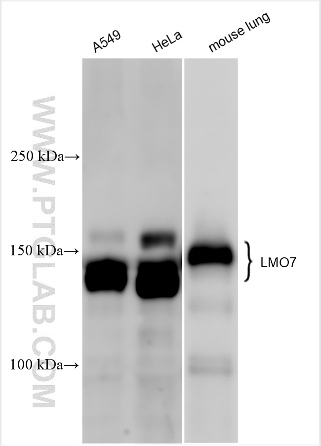 WB analysis using 29392-1-AP