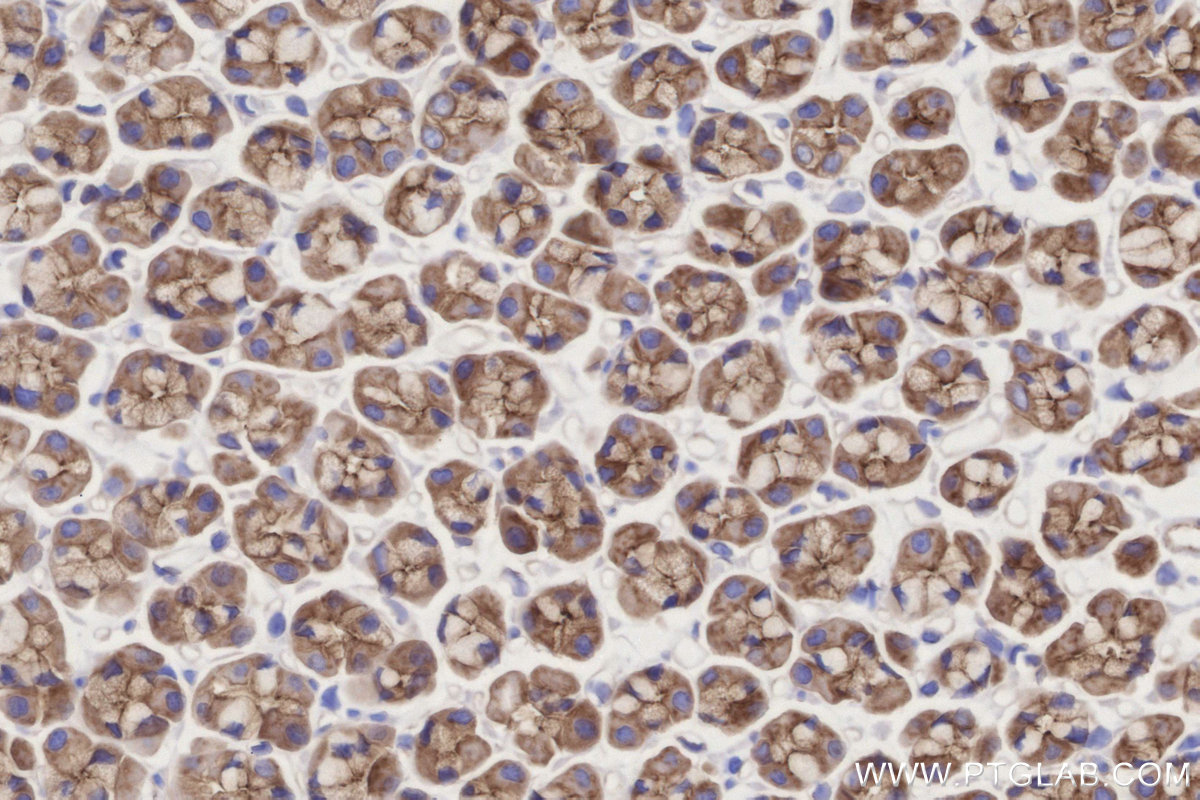 IHC staining of rat stomach using 84495-4-RR