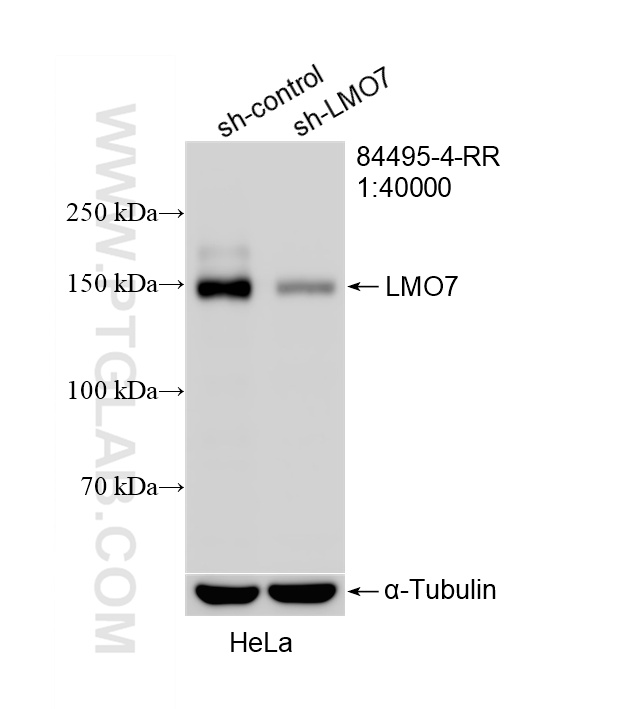 WB analysis of HeLa using 84495-4-RR