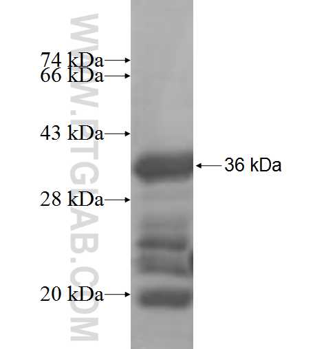 LMOD1 fusion protein Ag7568 SDS-PAGE