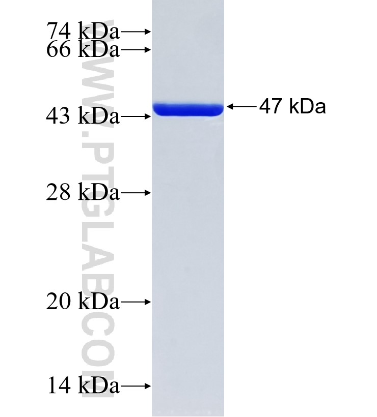 LMOD2 fusion protein Ag35312 SDS-PAGE