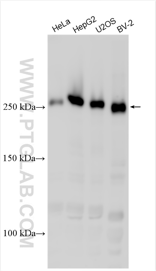 WB analysis using 31540-1-AP (same clone as 31540-1-PBS)