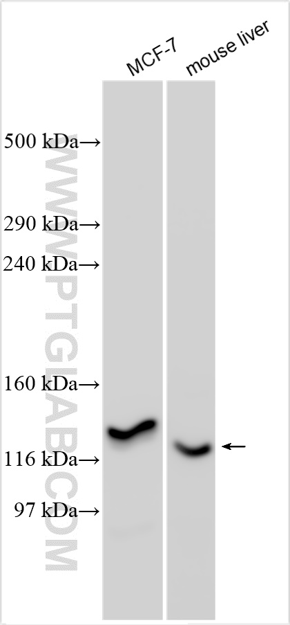 WB analysis using 22899-1-AP