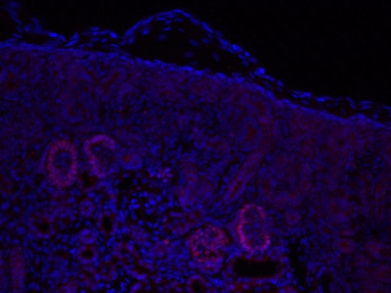 IF Staining of embryonic kidney tissue using 18278-1-AP