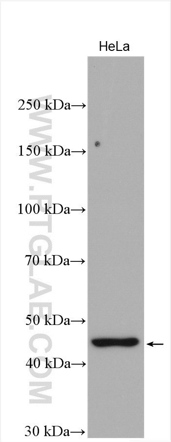 WB analysis of HeLa using 18278-1-AP