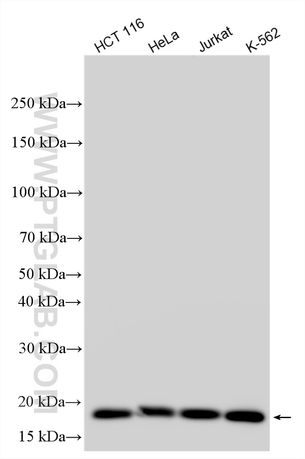 WB analysis using 34416-1-AP (same clone as 34416-1-PBS) WB analysis using 34416-1-AP (same clone as 34416-1-PBS)